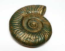 Load image into Gallery viewer, Fossil Ammonite Inspired Shaped Soap
